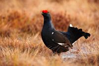 Lekking Nice Bird Black Grouse